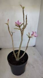 Planta Simples 3037 – 35cm – 03 anos - Imagem 5