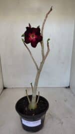 Planta Simples 3038 – 35cm – 03 anos - Imagem 2