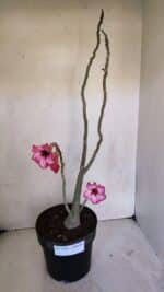 Planta Simples 3038 – 50cm – 04 anos - Imagem 2