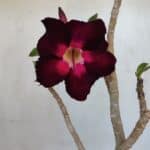 Planta Simples 3038 – 35cm – 03 anos