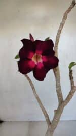 Planta Simples 3038 – 35cm – 03 anos