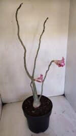 Planta Simples 3038 – 50cm – 04 anos - Imagem 6