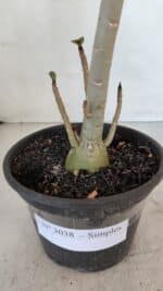 Planta Simples 3038 – 35cm – 03 anos - Imagem 7