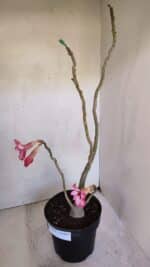 Planta Simples 3038 – 50cm – 04 anos - Imagem 5