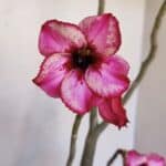 Planta Simples 3038 – 50cm – 04 anos