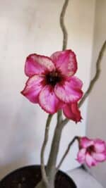 Planta Simples 3038 – 50cm – 04 anos