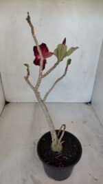 Planta Simples 3038 – 35cm – 03 anos - Imagem 5