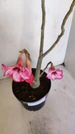 Planta Simples 3038 – 50cm – 04 anos - Imagem 4