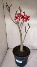 Planta Simples 3039 – 40cm – 03 anos - Imagem 2