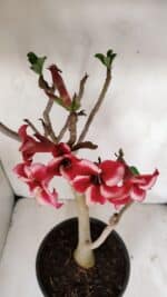 Planta Simples 3039 – 40cm – 03 anos - Imagem 4