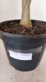 Planta Simples 3039 – 40cm – 03 anos - Imagem 7