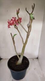 Planta Simples 3039 – 40cm – 03 anos - Imagem 6