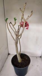 Planta Simples 3039 – 40cm – 03 anos - Imagem 5