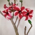 Planta Simples 3039 – 40cm – 03 anos