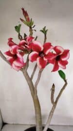 Planta Simples 3039 – 40cm – 03 anos