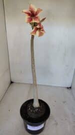 Planta Simples 3040 – 35cm – 03 anos - Imagem 2