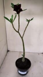 Planta Simples 3040 – 35cm – 03 anos - Imagem 2