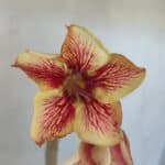 Planta Simples 3040 – 35cm – 03 anos