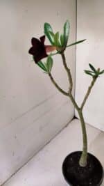 Planta Simples 3040 – 35cm – 03 anos - Imagem 7