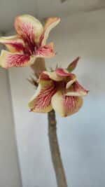 Planta Simples 3040 – 35cm – 03 anos - Imagem 4