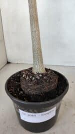 Planta Simples 3040 – 35cm – 03 anos - Imagem 7