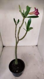 Planta Simples 3040 – 35cm – 03 anos - Imagem 5