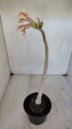 Planta Simples 3040 – 35cm – 03 anos - Imagem 6