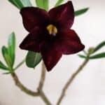 Planta Simples 3040 – 35cm – 03 anos