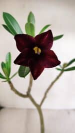 Planta Simples 3040 – 35cm – 03 anos