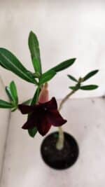 Planta Simples 3040 – 35cm – 03 anos - Imagem 4