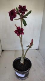 Planta Simples 3041 – 30cm – 02 anos - Imagem 2