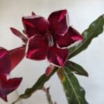 Planta Simples 3041 – 30cm – 02 anos