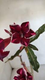 Planta Simples 3041 – 30cm – 02 anos