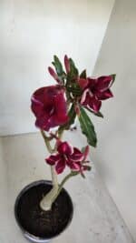 Planta Simples 3041 – 30cm – 02 anos - Imagem 5