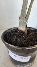 Planta Simples 3041 – 30cm – 02 anos - Imagem 8