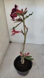 Planta Simples 3041 – 30cm – 02 anos - Imagem 7