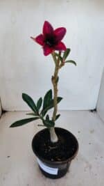 Planta Simples 3042 – 30cm – 02 anos - Imagem 2