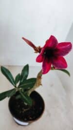 Planta Simples 3042 – 30cm – 02 anos - Imagem 4