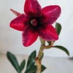 Planta Simples 3042 – 30cm – 02 anos