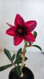 Planta Simples 3042 – 30cm – 02 anos