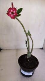 Planta Simples 3044 – 30cm – 03 anos - Imagem 2