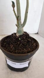 Planta Simples 3044 – 30cm – 03 anos - Imagem 6