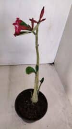 Planta Simples 3044 – 30cm – 03 anos - Imagem 5