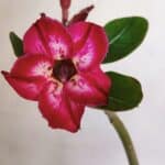 Planta Simples 3044 – 30cm – 03 anos