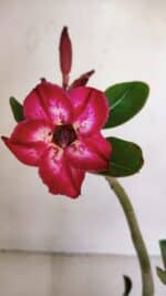 Planta Simples 3044 – 30cm – 03 anos