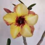 Planta Simples 3045 – 35cm – 03 anos