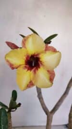 Planta Simples 3045 – 35cm – 03 anos