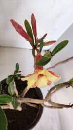 Planta Simples 3045 – 35cm – 03 anos - Imagem 4