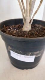 Planta Simples 3045 – 35cm – 03 anos - Imagem 7