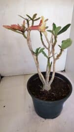 Planta Simples 3045 – 35cm – 03 anos - Imagem 6